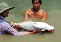 EFFICIENT Pangasius FISH FARMING EFFICIENT Pangasius FISH FARMING