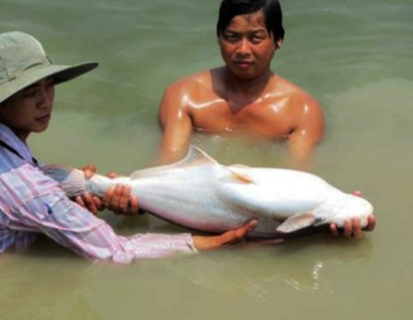EFFICIENT Pangasius FISH FARMING EFFICIENT Pangasius FISH FARMING