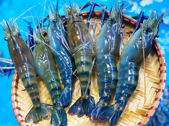 WHOLE GREEN CROP SHRIMP